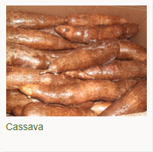 Cassava